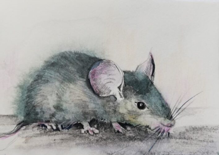 Ratte bleistiftzeichnung